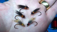 Video thumb for Pine Squirrel Cormorant