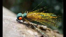 Video thumb for Olive Cicada