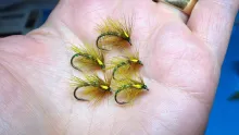 Video thumb for Olive Snatcher