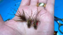 Video thumb for Hedgehog Daddy Long Legs